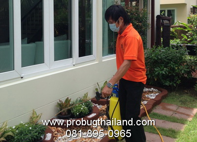 บริการรับกำจัดปลวก แบบฉีดพ่น