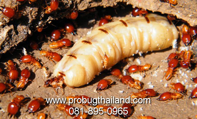 ราคากำจัดปลวก ราคากำจัดปลวก